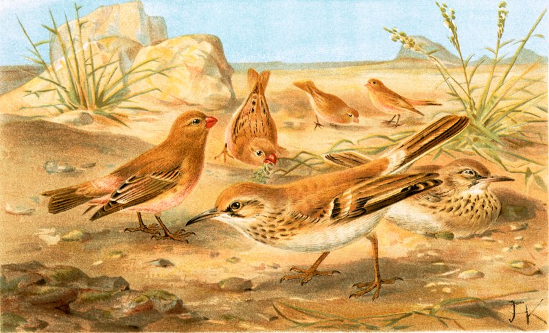 Desert Finch e Desert Lark de English School