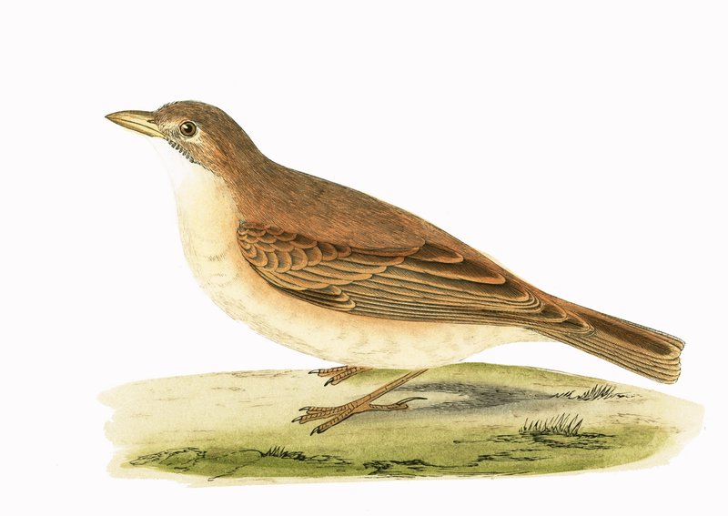Desert Lark, ilustração de "Uma História das Aves da Europa Não Observadas nas Ilhas Britânicas", de Charles Robert Bree (1811-1886), publicado em 1867 de English School
