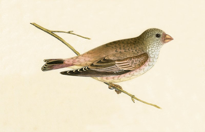 Trompetista do deserto Dom-fafe, ilustração de &39;Uma história das aves da Europa não observada nas ilhas britânicas&39; por Charles Robert Bree (1811-1886), publicado em 1867 de English School