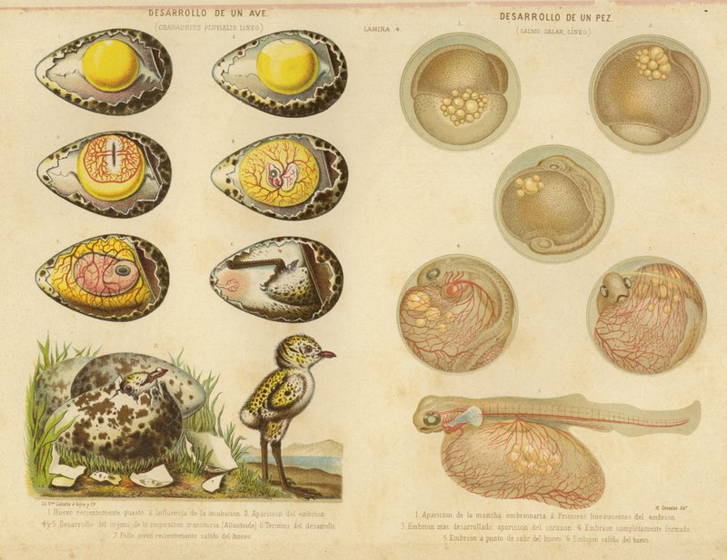 Desenvolvimento de um pássaro e um peixe de English School