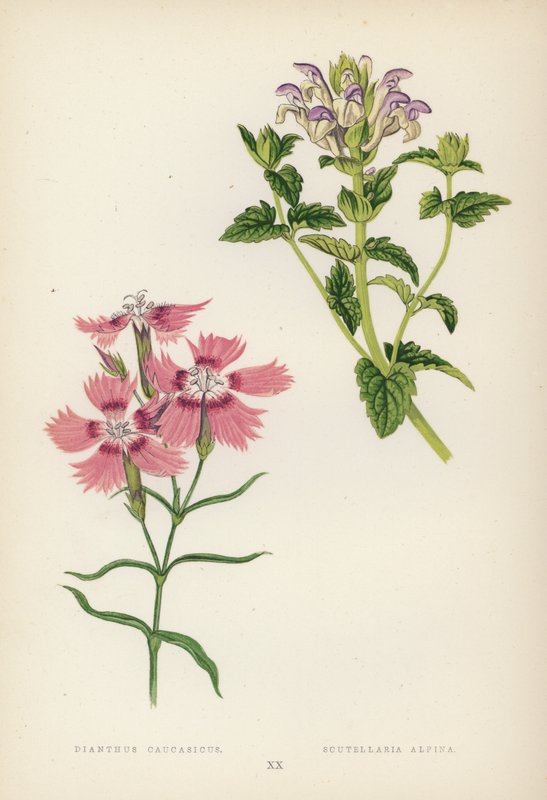 Dianthus Caucasicus; Scutellaria Alpina (cor litho) de English School