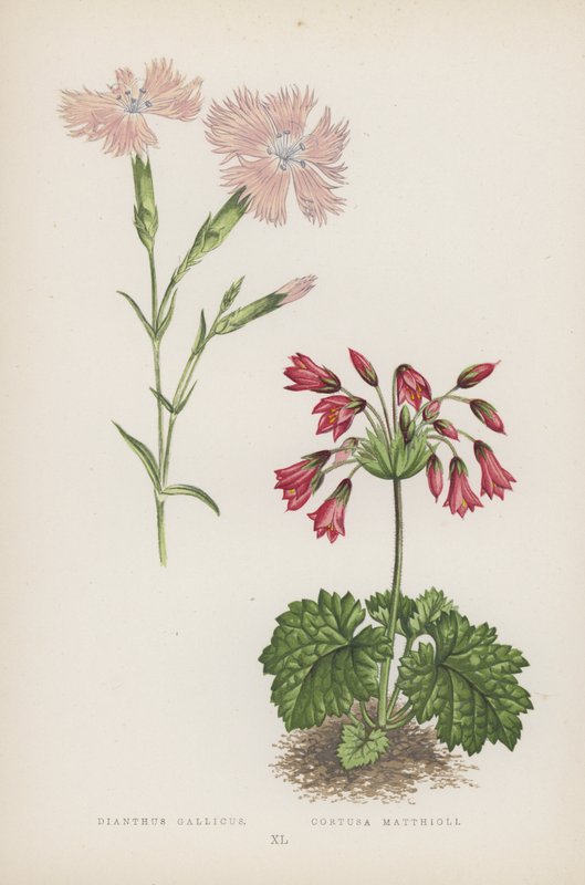 Dianthus Gallicus; Cortusa Matthioli (cor litho) de English School
