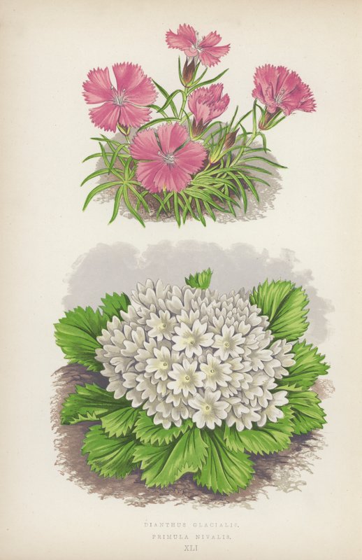 Dianthus Glacialis; Primula Nivalis (litografia a cores) de English School