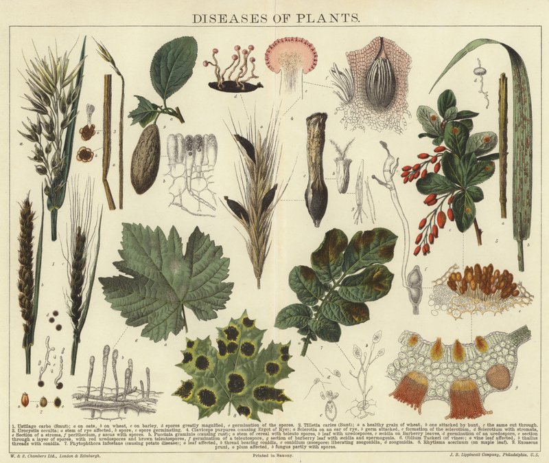Doenças de plantas de English School