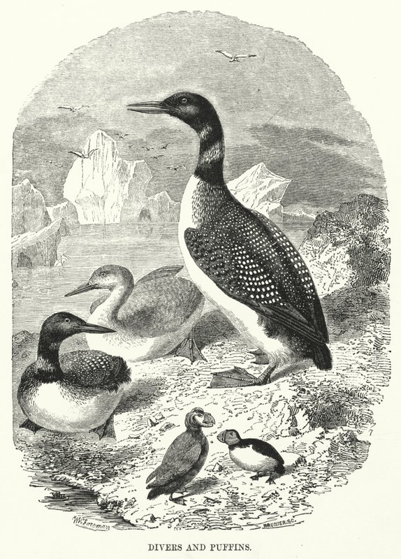 Mergulhadores e papagaios-do-mar (gravura) de English School
