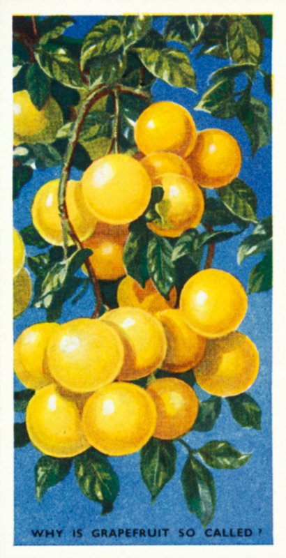 Sabe: Porque é que a toranja é assim chamada (litografia a cores) de English School