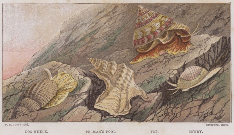 Dog-Whelk, Pelican