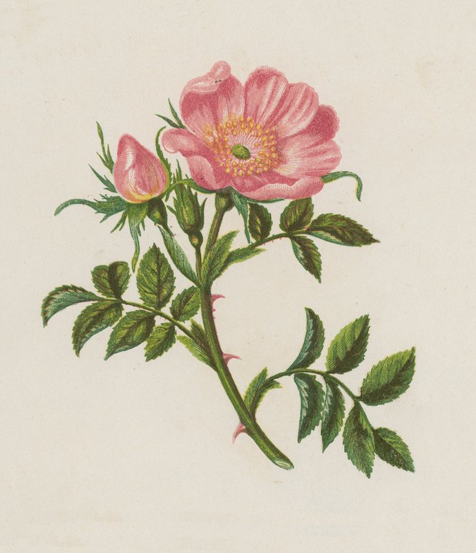 Rosa Cão, Rosa Canina (cor litho) de English School