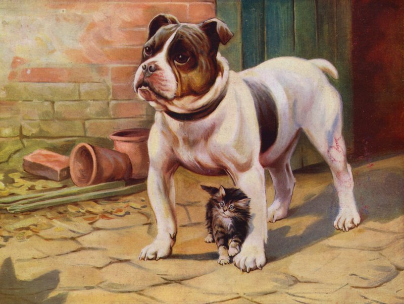 Cão e gatinho (cor litho) de English School