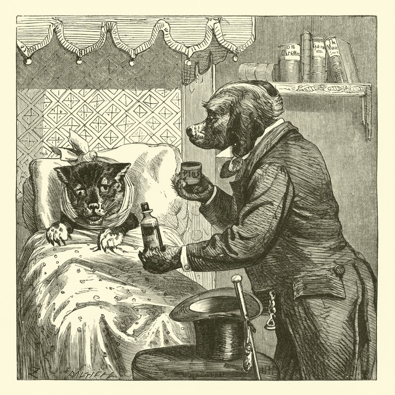 Cão, dar, pílulas, para, doente, gato de English School