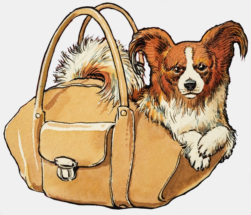 Cão em uma bolsa de English School
