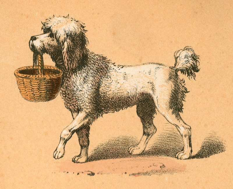 Cão com cesto de English School