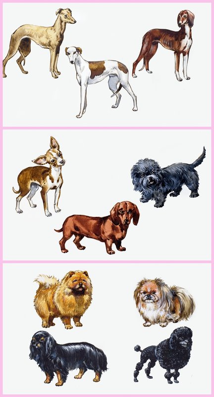 Montagem de cães de English School