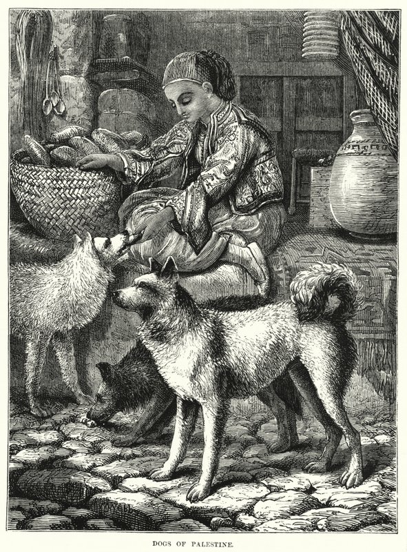 Dogs of Palestine (gravura) de English School