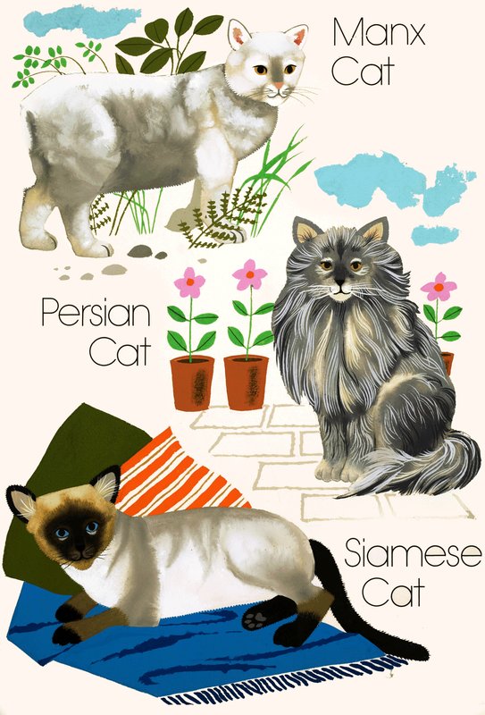 Gatos domésticos de English School