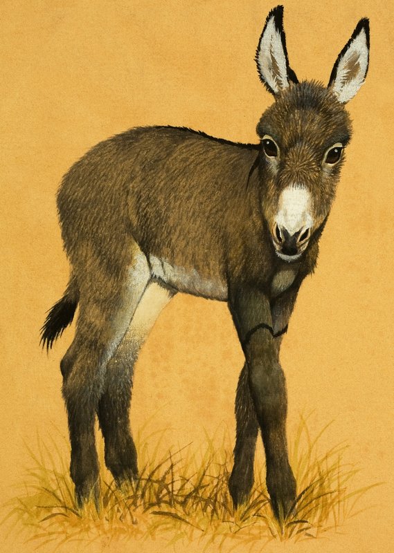 Potro de burro de English School