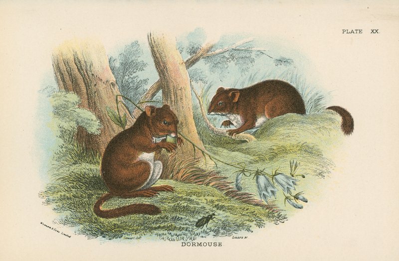 Dormouse de English School
