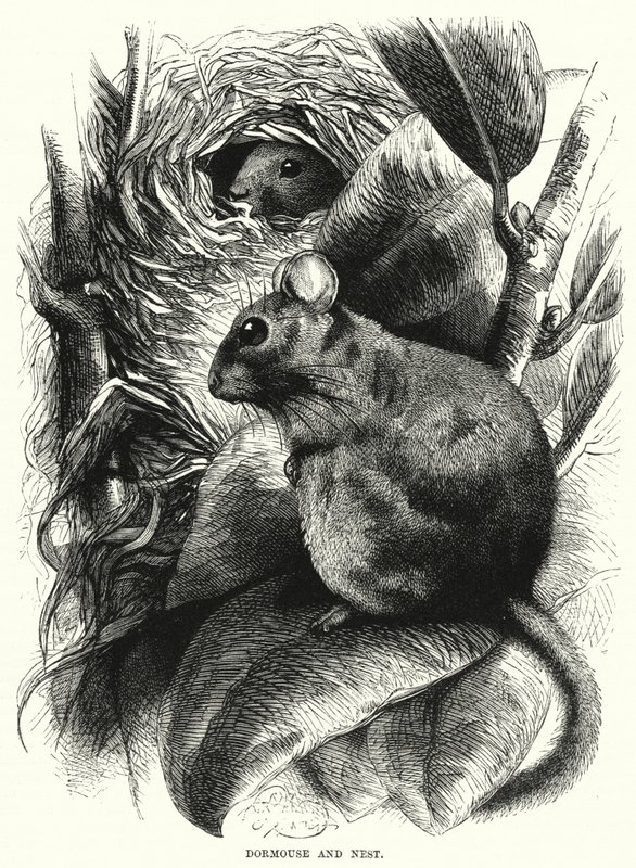 Dormitório e Ninho (gravura) de English School