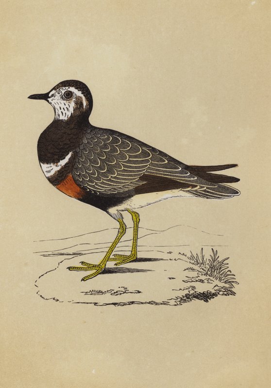 Dotterel (cor litho) de English School