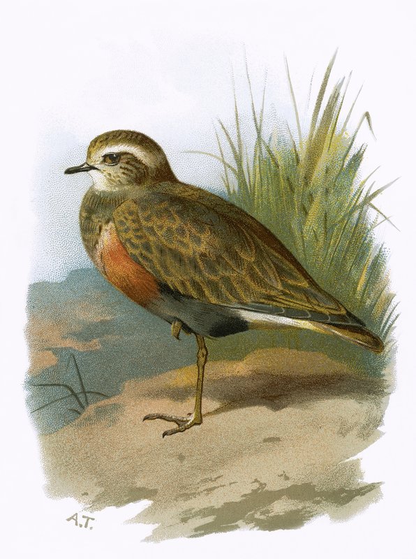 Dotterel de English School