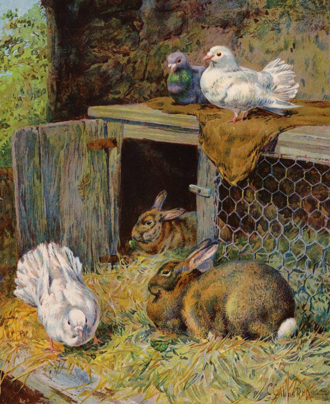 Pombas e coelhos numa gaiola (litografia a cores) de English School