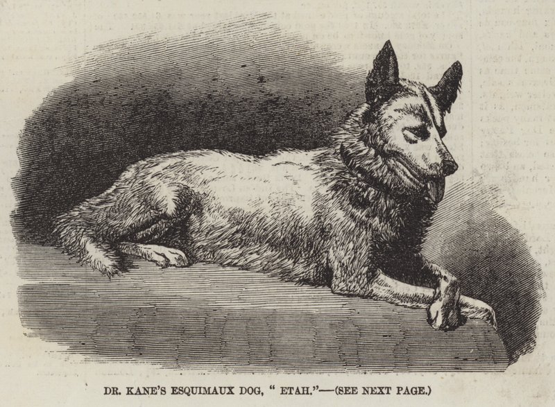 Dr. Kane