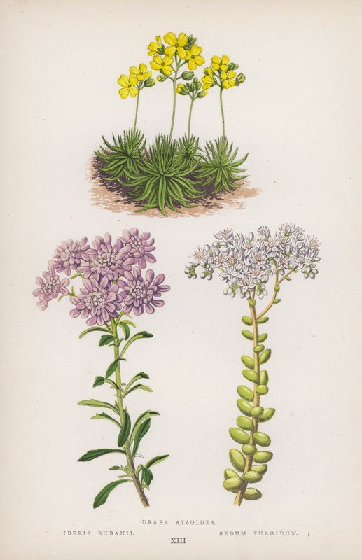 Draba aizoides; Iberis bubanii; Sedum turgidum (litografia a cores) de English School
