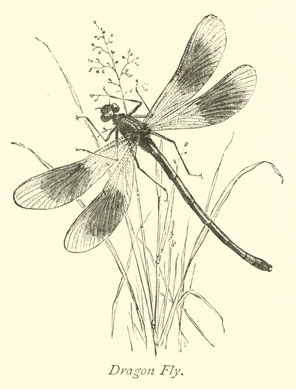 Mosca do dragão de English School