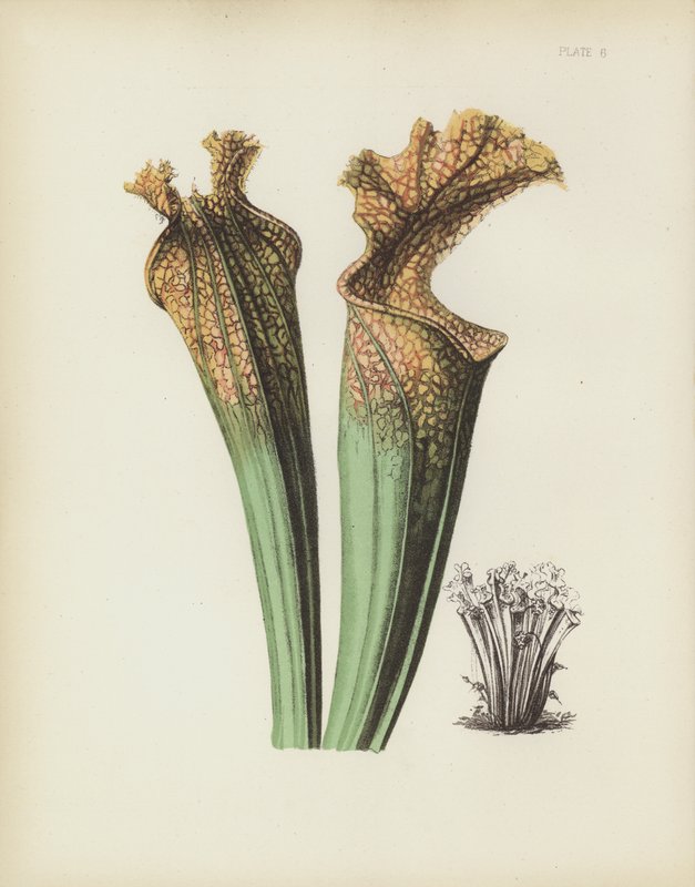 Flor de Drummonds Side-Saddle, Sarracenia Drummondii de English School