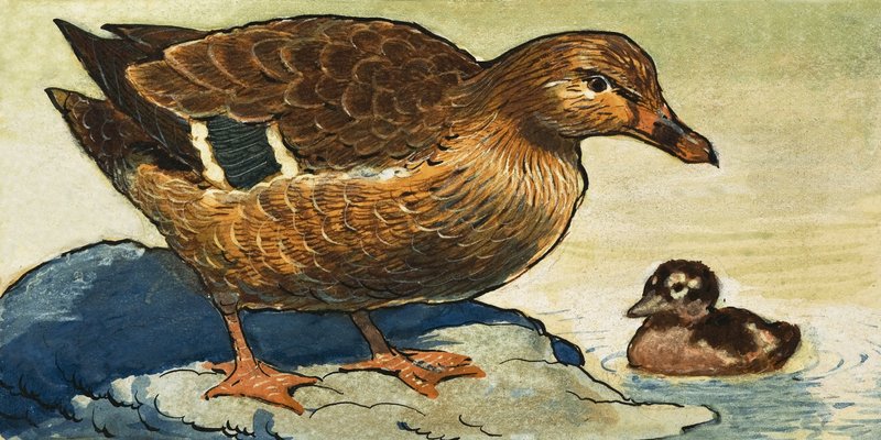 Pato e patinho de English School