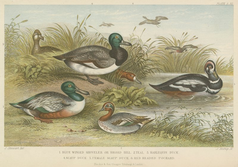 Patos (gravura colorida) de English School