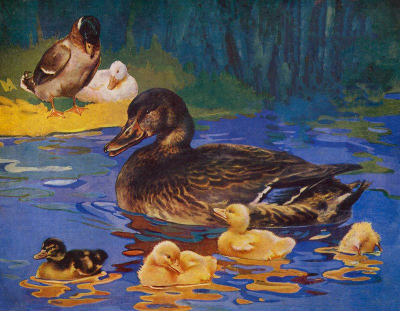 Patos e patinhos (lito a cores) de English School