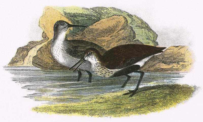 Dunlin de English School
