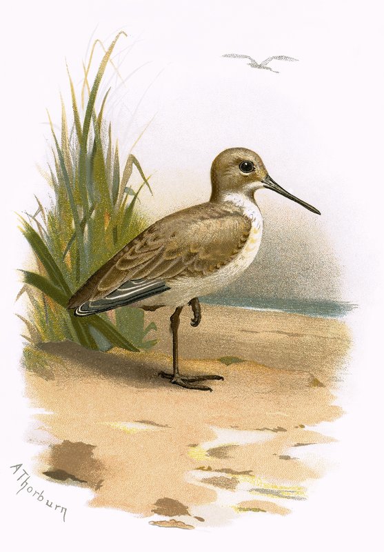 Dunlin de English School