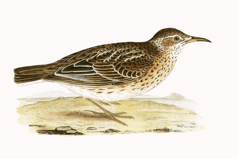 Lark de Dupont, ilustração de "Uma História das Aves da Europa Não Observadas nas Ilhas Britânicas", de Charles Robert Bree (1811-1886), publicado em 1867 de English School