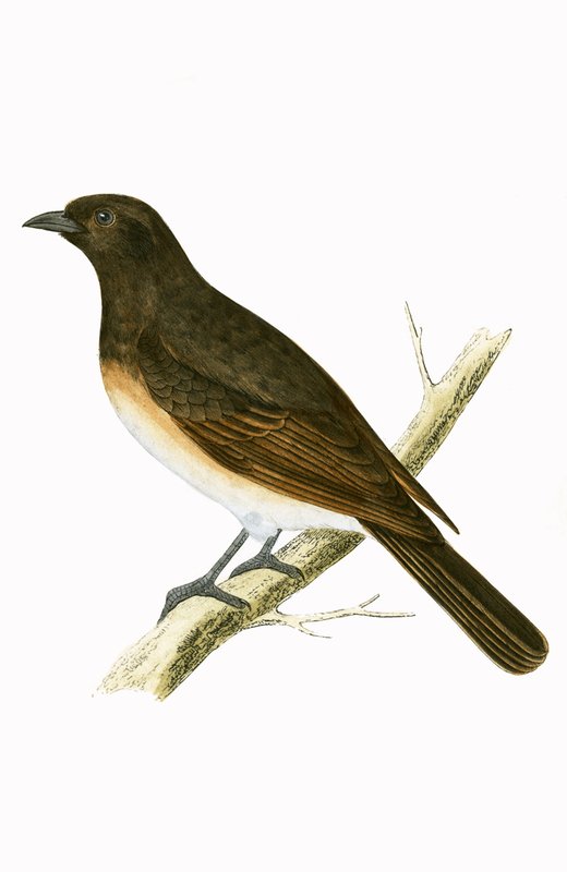 Ixos sombrios, ilustração de "Uma História das Aves da Europa Não Observadas nas Ilhas Britânicas", de Charles Robert Bree (1811-1886), publicada em 1867 de English School