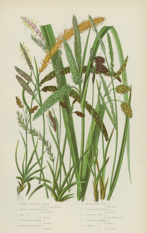 Carex capilar anã, Carex alpina de flor solta, Carex de lama, Carex alpina escorregadia (litografia a cores) de English School