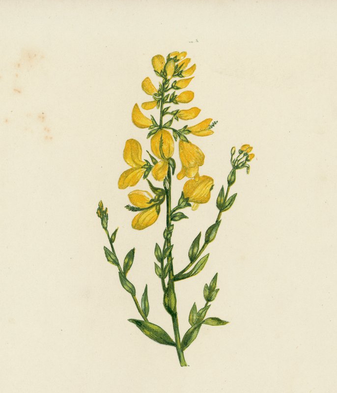 Genista Tinctoria (litografia a cores) de English School