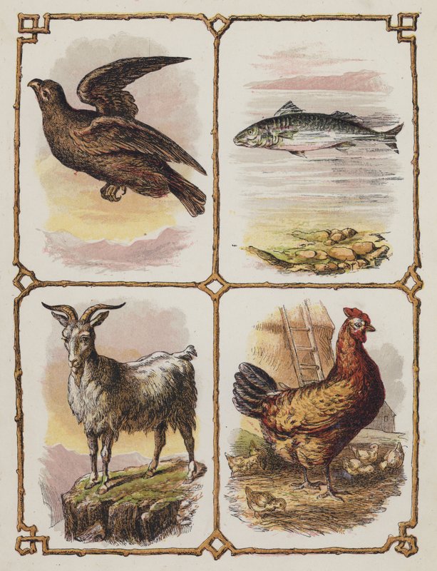 Águia, Peixe, Cabra, Galinha (litografia a cores) de English School