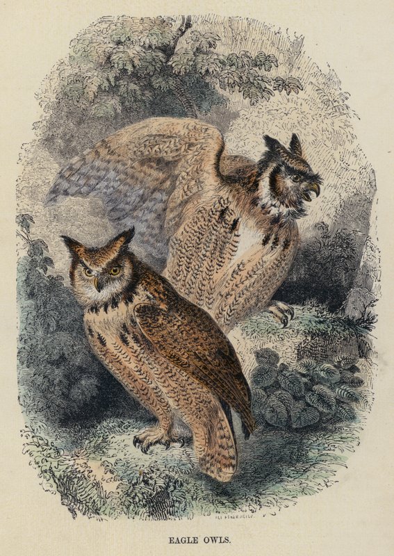 Corujas de Águia (gravura colorida) de English School
