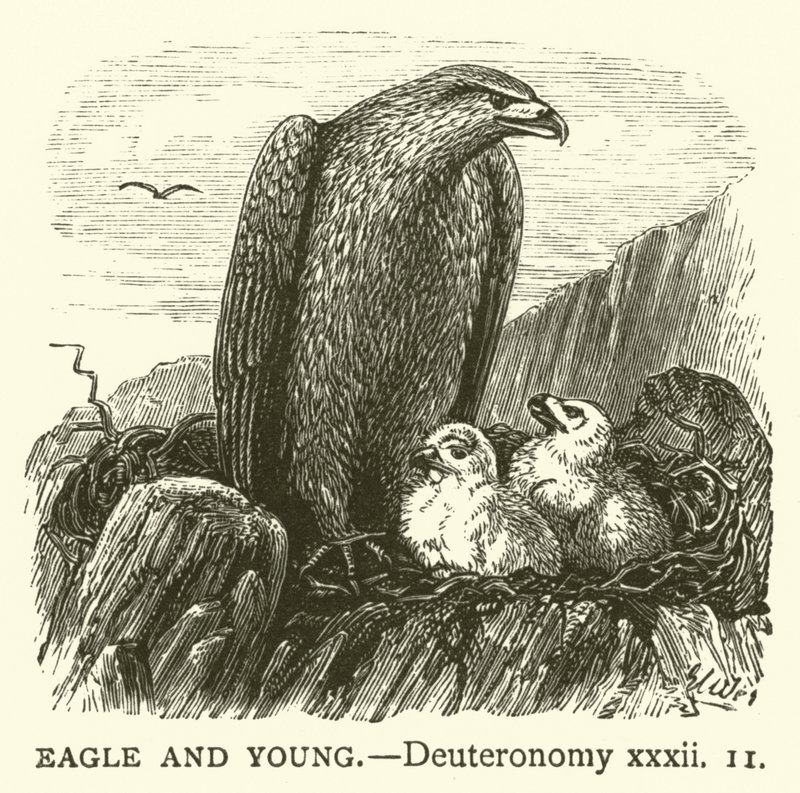 Eagle and Young, Deuteronómio, xxxii de English School