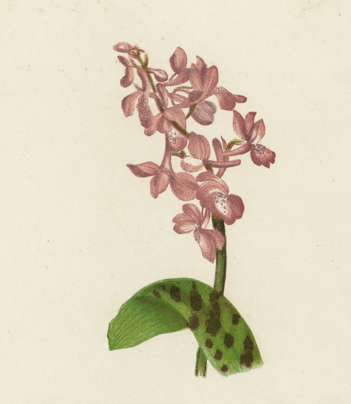Orquídea púrpura primitiva, Orchis Mascula (litografia a cores) de English School