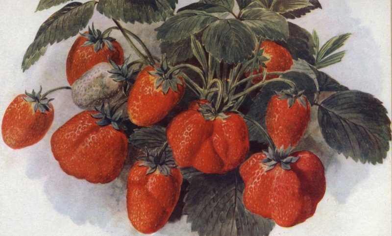 Early Strawberry, "King George" (cor litho) de English School
