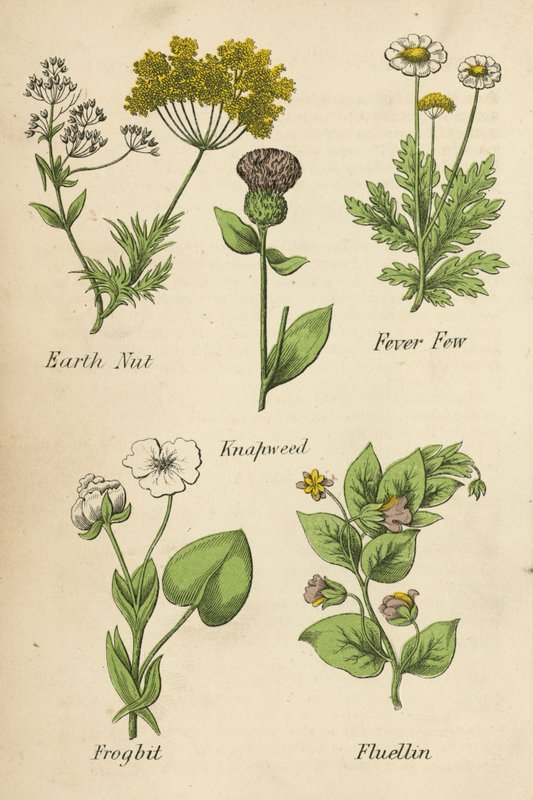 Castanha-da-terra, Fever Few, Knapweed, Frogbit, Fluellin (litografia a cores) de English School