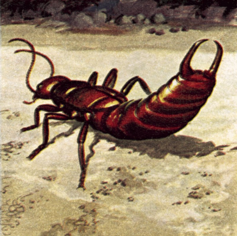 Earwig de English School