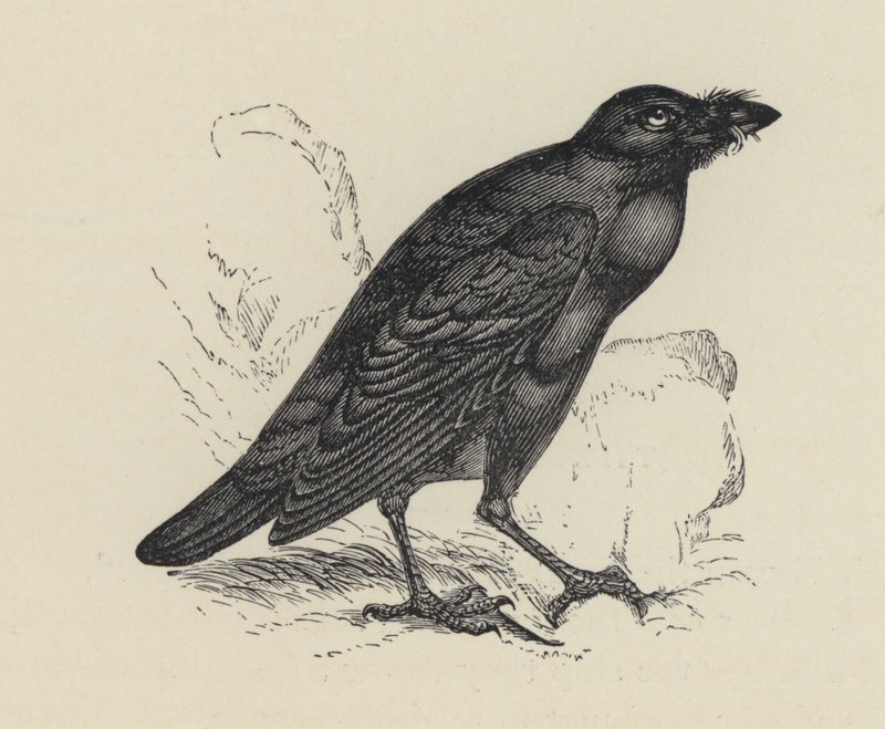 Edgar Allen Poe, O Corvo (gravura) de English School