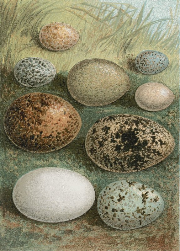 Ovos de English School