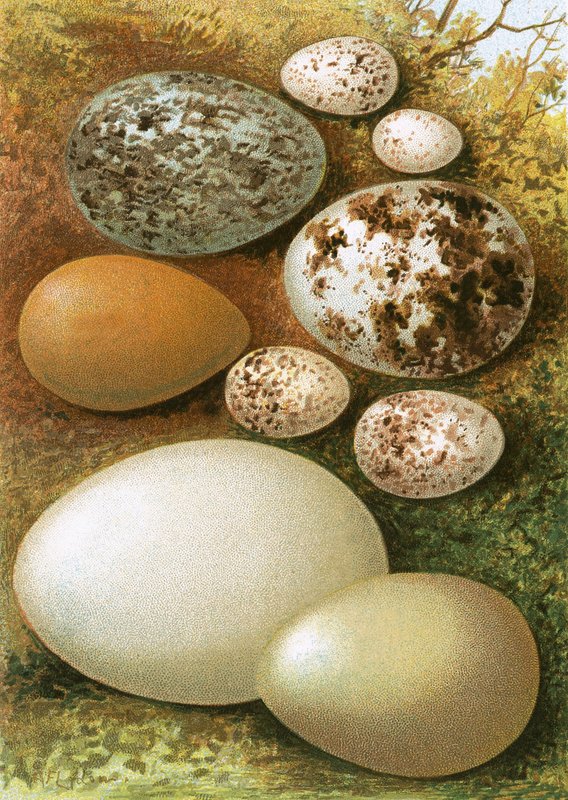 Ovos de English School