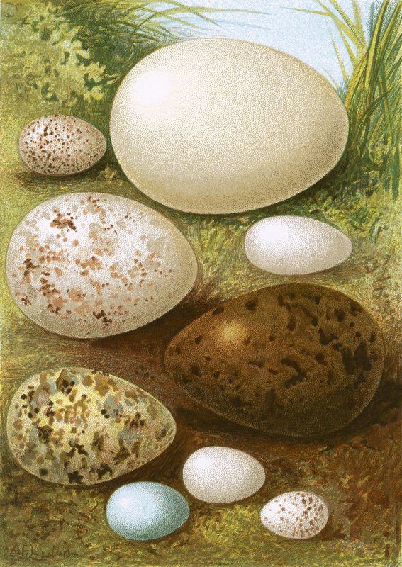 Ovos de English School