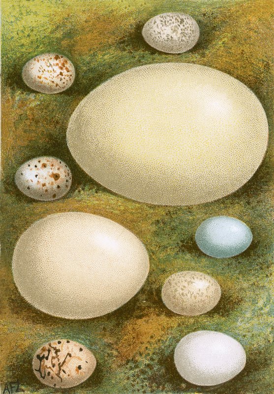 Ovos de English School